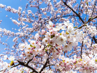 Langelinie Park in Copenhagen with pink cherry blossoms. Copenhagen Sakura Festival. Japanese culture.