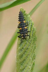 Vertical closeup on the larvae of a seven-spot ladybird, Coccinella septempunctata