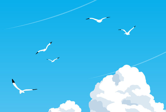 夏空を飛ぶカモメと入道雲
