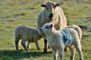 Mother Ewe sheep with lambs in a field