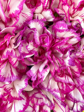 close up of pink and white chrysanthemum flower background