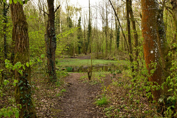 Footpath in the woods passing by a woodland pond