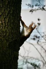 Squirrel climbing on a tree