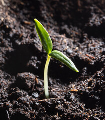 A small sprout of bell pepper sprouts in the ground.