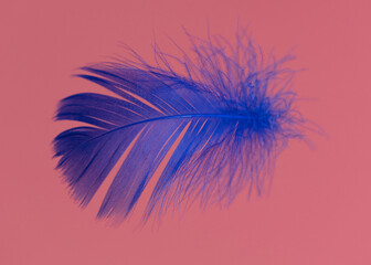 Blue feather isolated on a pink background.