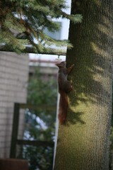Squirrel climbing on a tree