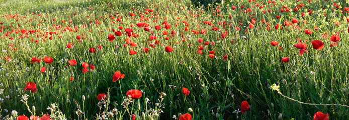 Wildflower meadow of poppies blooming in the Spanish sun