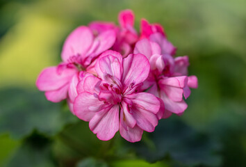 Fototapeta premium Pink flower in the garden.