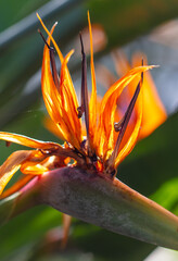 Strelitzia royal. Red flower in the arboretum