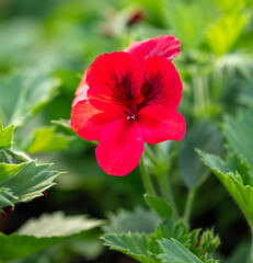 Red flower in the garden.