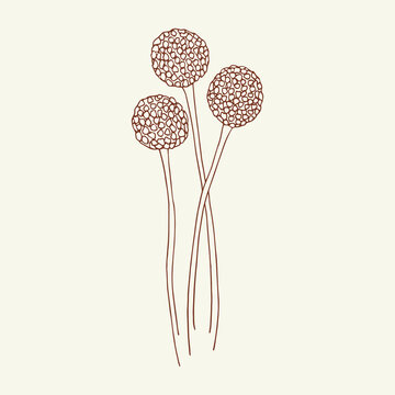 Hand drawn craspedia flower illustration. Australian native plant