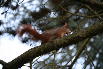 Squirrel climbing on a tree