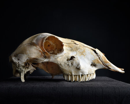 close up portrait of a old dried sheep skull bones, isolated on dark studio background.  