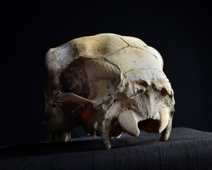 close up portrait of a old dried sheep skull bones, isolated on dark studio background.  
