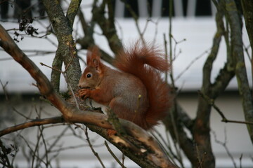 Squirrel sitting on a tree