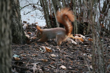 Squirrel sitting on the ground