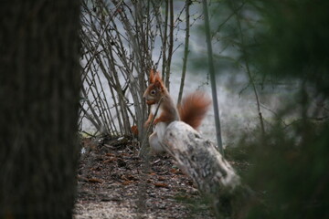 Squirrel standing on the ground