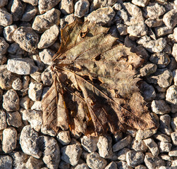 Dry autumn leaf on gravel stones