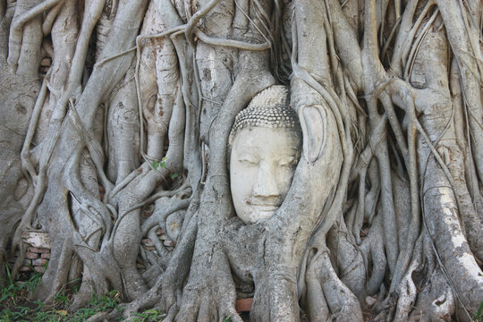Buddha head in tree roots at Wat Mahathat, Ayutthaya, Thailand, Asia, Vignette and faded effect, blurry background.