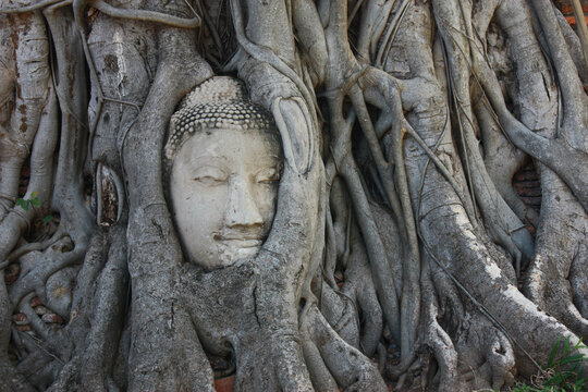 Buddha head in tree roots at Wat Mahathat, Ayutthaya, Thailand, Asia, Vignette and faded effect, blurry background.