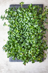 Radish microgreen sprouts on black board. Organic microgreen for healthy eating. Concept of vegan food. Growing at home. Top view.