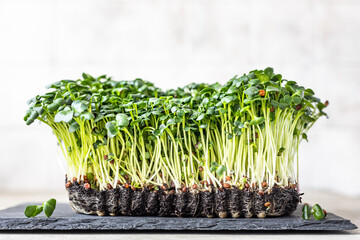 Radish microgreen sprouts on black board. Organic microgreen for healthy eating. Concept of vegan food. Growing at home. - obrazy, fototapety, plakaty