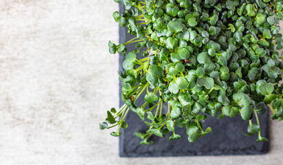 Radish microgreen sprouts on black board. Organic microgreen for healthy eating. Concept of vegan food. Growing at home. Top view.