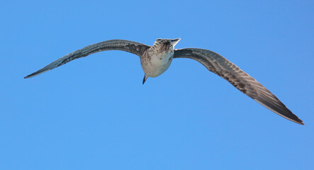 Seagull in flight against a blue sky.