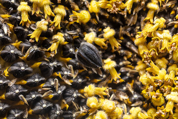 Seeds in a sunflower as a background.