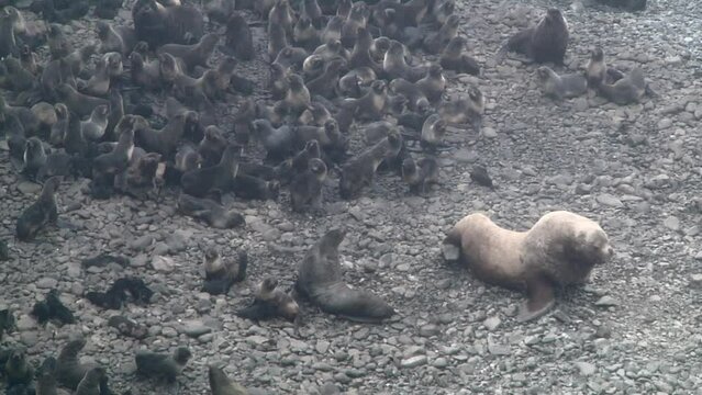 Group of northern fur seal animal on coast Sea of Okhotsk. Colony of females and males of animals and family of seal in wild nature.