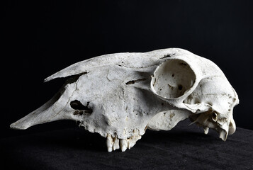 close up portrait of a old dried sheep skull bones, isolated on dark studio background.  
