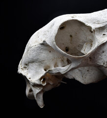 close up portrait of a old dried sheep skull bones, isolated on dark studio background.  