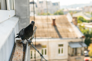 A funny hungry street pigeon is sitting on a porch of a residential building, looking curiously, eating