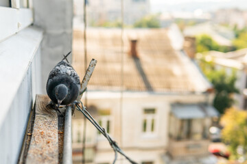 A funny hungry street pigeon is sitting on a porch of a residential building, looking curiously, eating