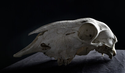 close up portrait of a old dried sheep skull bones, isolated on dark studio background.  