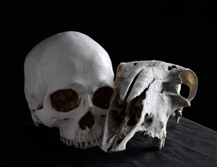 close up portrait of a old dried sheep skull bones, isolated on dark studio background.  