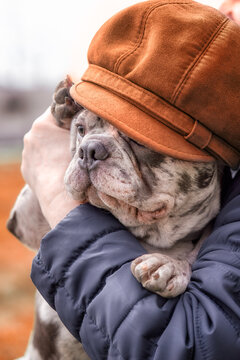 French brindle blue bulldog wearing orange cap sits on hands closeup