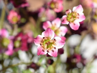Naklejka na ściany i meble Pink saxifrage Saksifraga Arendsii flowering in a garden in springtime