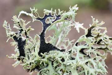 The foliose lichen tre moss  pseudevernica furfuracea gray green lobes