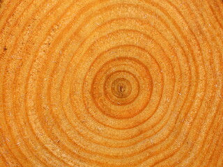 Closeup on orange colored annual rings on cut log from alnus tree