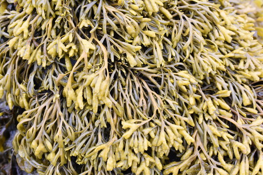 The brown algae seaweed Pelvetia canaliculata channelled wrack on a rock