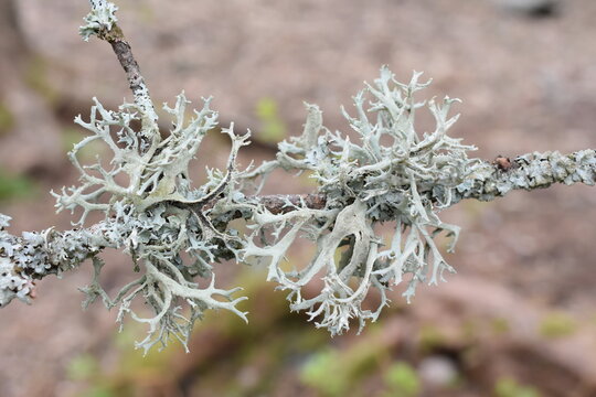 The foliose lichen tre moss  pseudevernica furfuracea gray green lobes