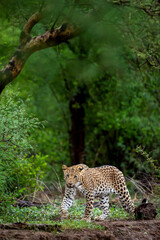Indian wild male leopard or panther walking head on with an eye contact in natural green background during monsoon season wildlife safari at forest of central india - panthera pardus fusca