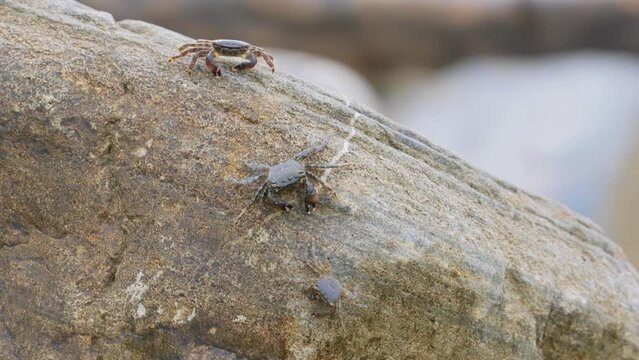 Pachygrapsus marmoratus is a species of crab, sometimes called the marbled rock crab or marbled crab, which lives in the Black Sea, the Mediterranean Sea and parts of the Atlantic Ocean.
