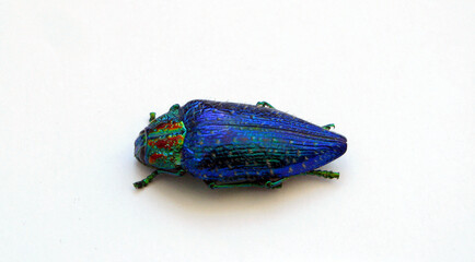 Iridescent blue jewel beetle Polybothris sumptuosa gemma isolated on white. Collection beetles....