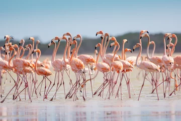 Selbstklebende Fototapeten Flamingi karmazynowe łac. phoenicopterus ruber brodzące w wodzie. Fotografia z Santuario de fauna y flora los flamencos w Kolumbii. © PIOTR
