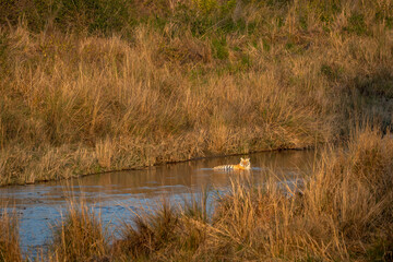 wild bengal male tiger resting in cold water of ramganga river in golden hour winter sunset light at dhikala zone of jim corbett national park forest uttarakhand india asia - panthera tigris tigris