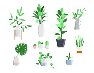 Set of houseplants in a pot. Potted plants for interior home design. Flat vector illustration, isolated elements on white background
