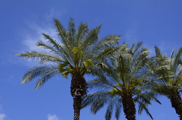 Fototapeta premium Beautiful date palms against a bright blue skychild. Little boy playing outdoors in summer.