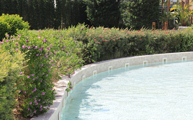 exotic green trees in the summer on the resort alley